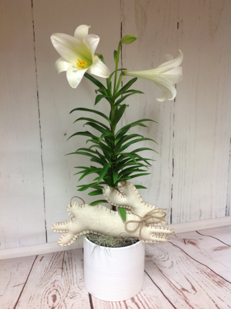 Easter Lily  in Easton, CT | Felicia's Fleurs