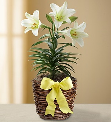 Easter Lily