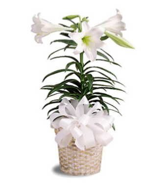 Easter lily  