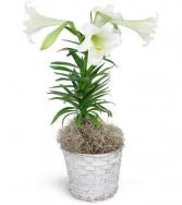 Easter Lily- Available 3/29 Plant