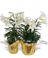 Easter Lily Availability starts on March 27th