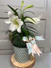 Easter Lily  