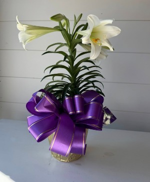 Easter Lily 