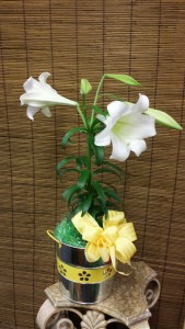 Easter Lily