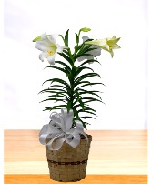Easter Lily  Basket Arrangement
