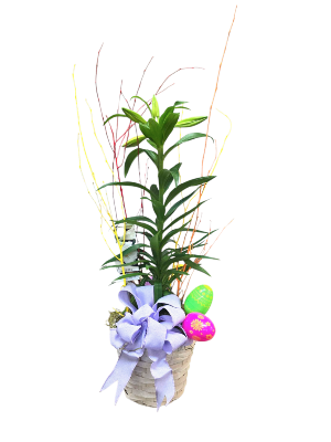 Easter Lily Basket plants