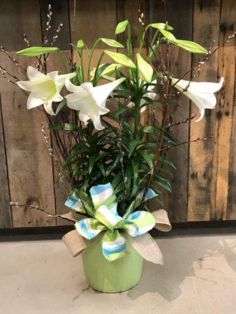 Easter Lily Blooming 