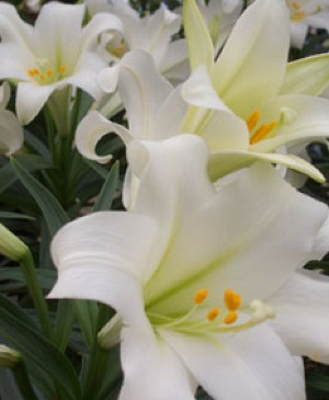Easter Lily  Blooming Plant 