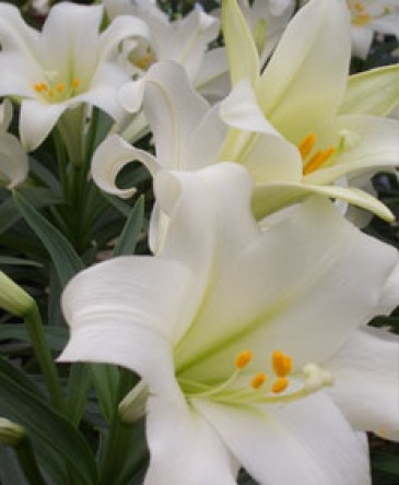 Easter Lily  Blooming Plant  in Chatham, NJ | SUNNYWOODS FLORIST