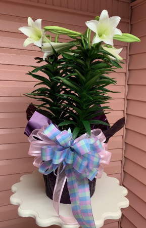 Easter Lily Blooming Plant