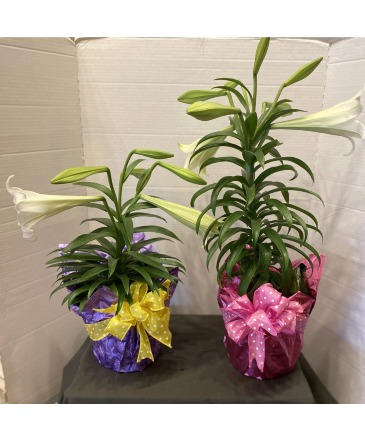 Easter Lily Blooming Plant in Osage, IA | Osage Floral & Gifts