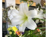 Easter Lily Blooming Plant