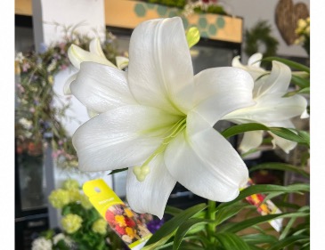 Easter Lily Blooming Plant in Mattapoisett, MA | Blossoms Flower Shop