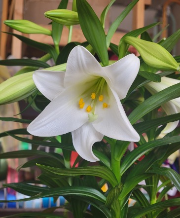 Easter Lily Bulb Plant in Gladstone, MI | TROTTER'S FLORAL Easter Lily Bulb Plant in Gladstone, MI | TROTTER'S FLORAL