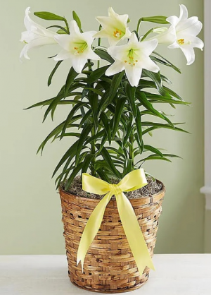 Easter Lily - Double Stem Plant