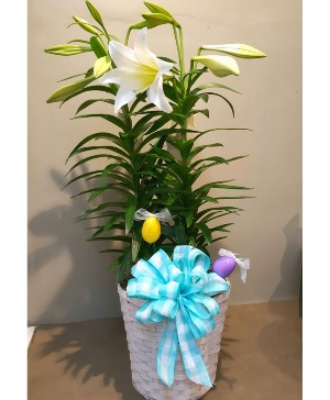 Easter Lily- Double Stem Plant