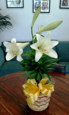 Easter Lily Flowering Easter Plant in Bluffton, SC | BERKELEY FLOWERS & GIFTS Easter Lily Flowering Easter Plant in Bluffton, SC | BERKELEY FLOWERS & GIFTS