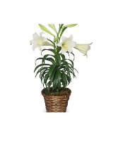 Easter Lily  Green plant 