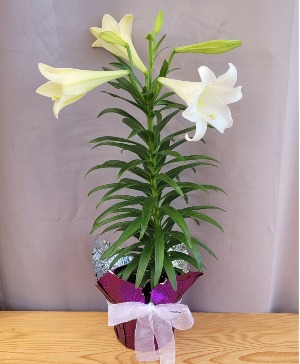 Easter Lily House Plant