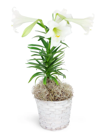 Easter Lily In Basket  in Westlake, OH | Silver Fox Flowers