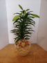 Easter lily in ceramic pot Plant