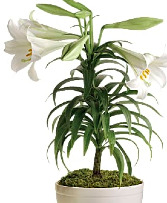 Super Fresh Easter Lily in container  or plant without container