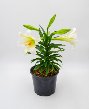Easter Lily Houseplant