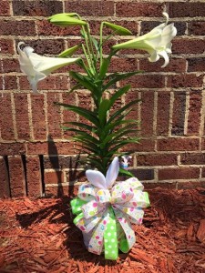 Easter Lily Plant