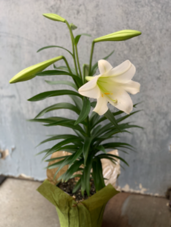 Easter Lily Plant