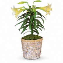 Easter Lily  Blooming Plant in Whitesboro, NY | KOWALSKI FLOWERS INC.