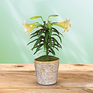 Easter Lily Plant