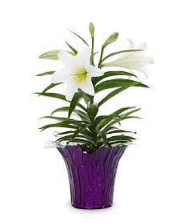 Easter Lily Plant in Saint Marys, PA | GOETZ'S FLOWERS