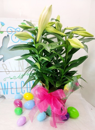 Easter Lily Plant  in Troy, MI | DELLA'S MAPLE LANE FLORIST