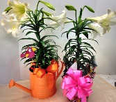 Easter Lily Plant Available April 1st