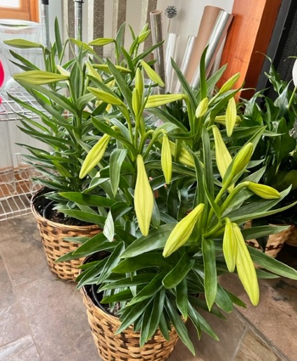 Easter Lily Plant