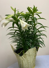 Triple Stem Easter Lily Plant
