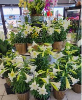 Easter Lily Plant 