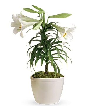 Easter Lily Plant  