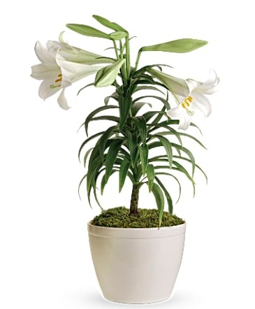 Easter Lily Plant   in Fort Worth, TX | DAVIS FLORAL DESIGNS