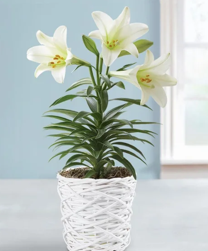 Easter Lily Plant