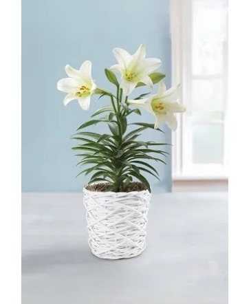 Easter Lily Plant in Greenfield, IN | SHADELAND FLOWER SHOP