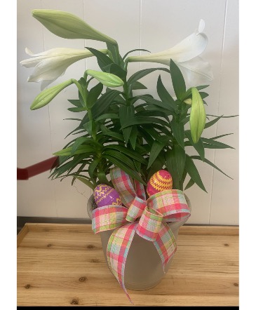 Easter Lily Plant in Indianapolis, IN | SHADELAND FLOWER SHOP