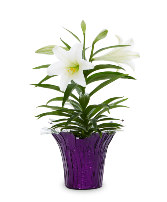 Easter Lily  Plant