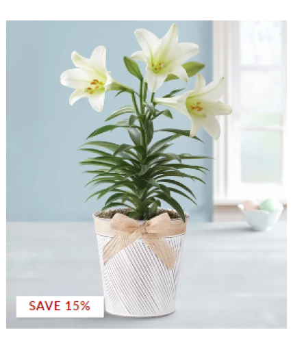 Easter Lily Plant 