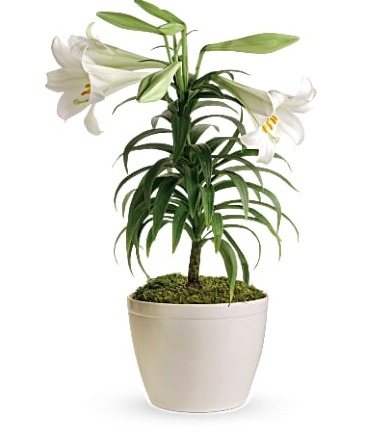 Easter Lily Plant  in Punta Gorda, FL | CHARLOTTE COUNTY FLOWERS