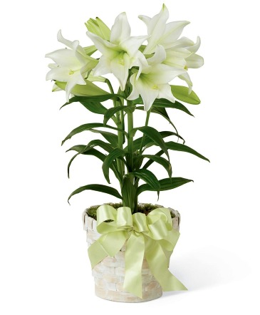 Easter Lily Plant in Northampton, MA | Forget Me Not Florist Easter Lily Plant in Northampton, MA | Forget Me Not Florist