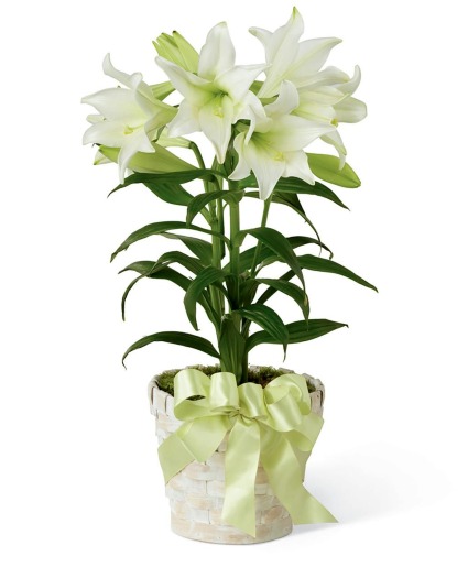 Easter Lily Plant