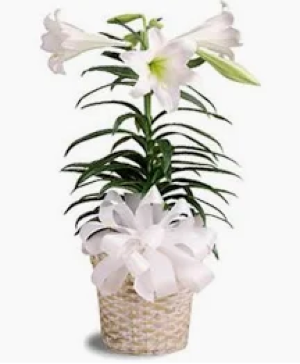 Easter Lily Plant