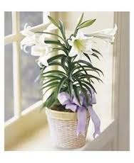 Easter Lily  Plant