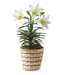 Easter Lily Plant in a Basket 40.95, 45.95, 50.95